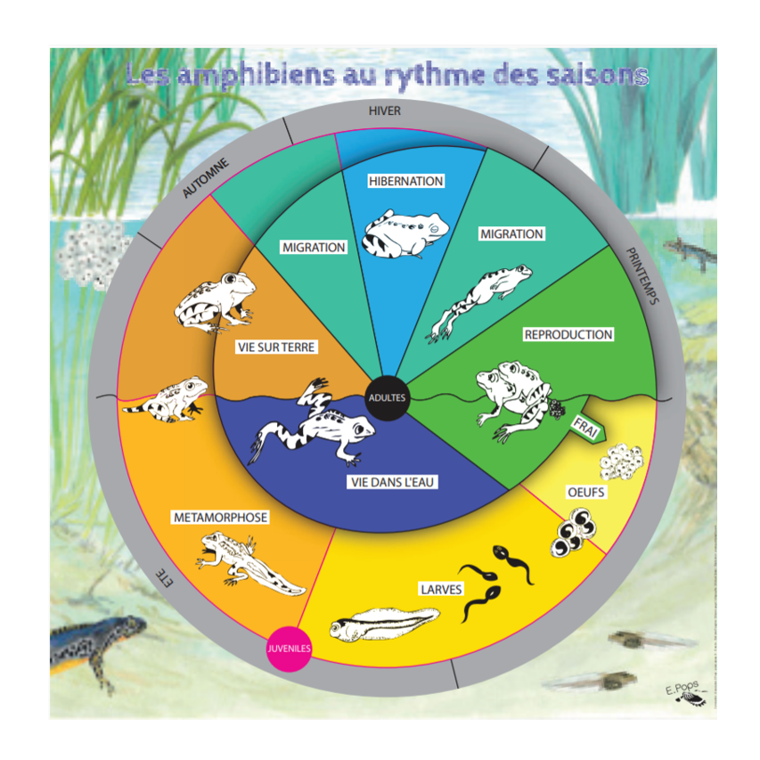 Les amphibiens au rythme des saisons – La découverte nature autrement